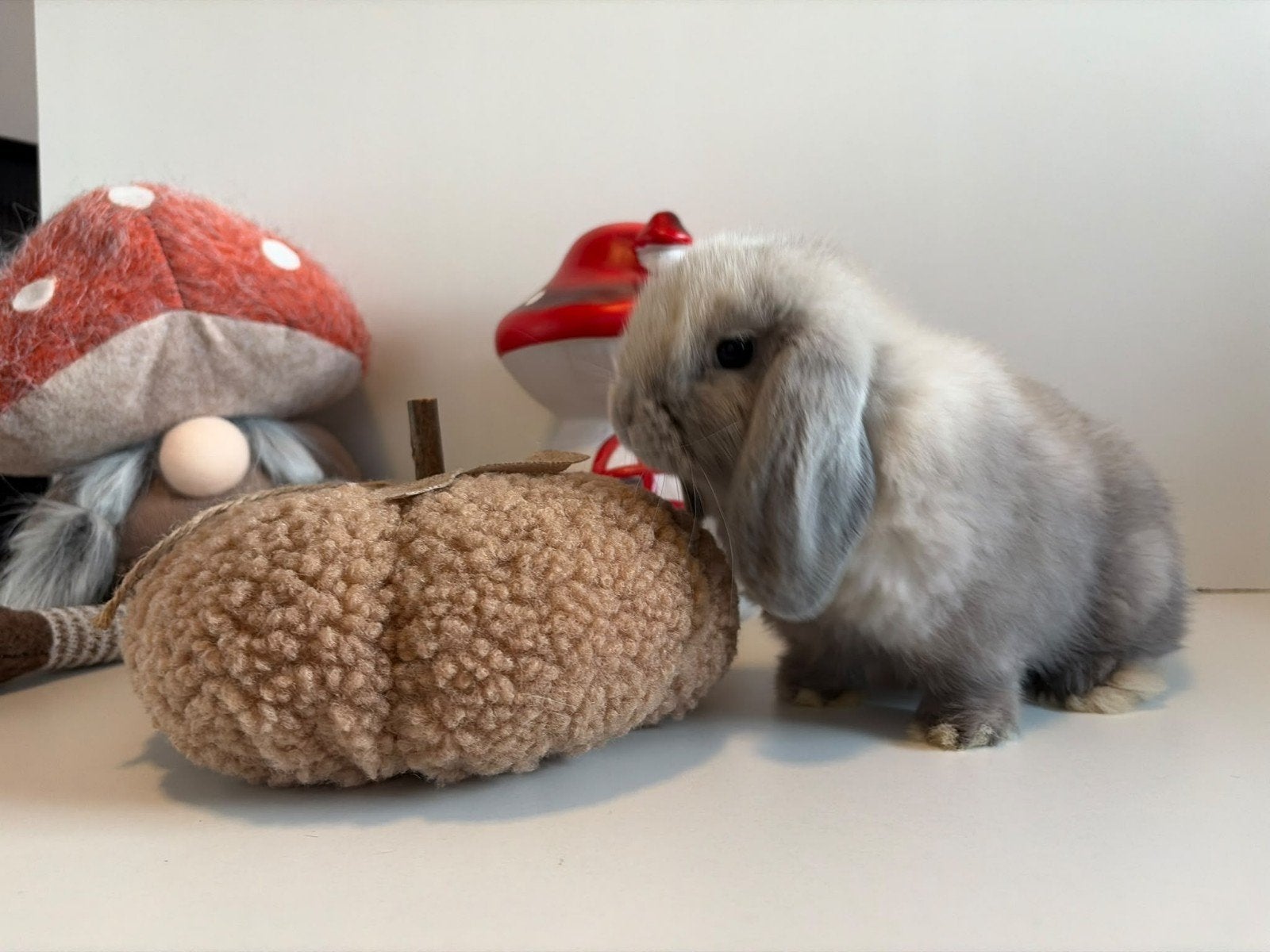 Minilop hangoor dwerg konijntje rammetje 🩵🐰🏡, Mannelijk, Dwerg, Hangoor, 0 tot 2 jaar