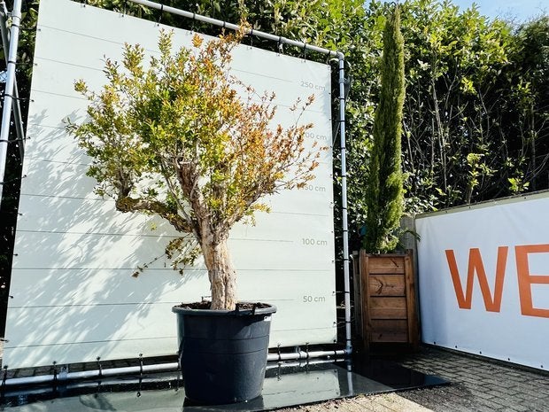 Granaatappelboom - Citrusboom - stamomvang 40-50 cm, Tuin en Terras, 250 tot 400 cm, Zomer, Volle zon, In pot