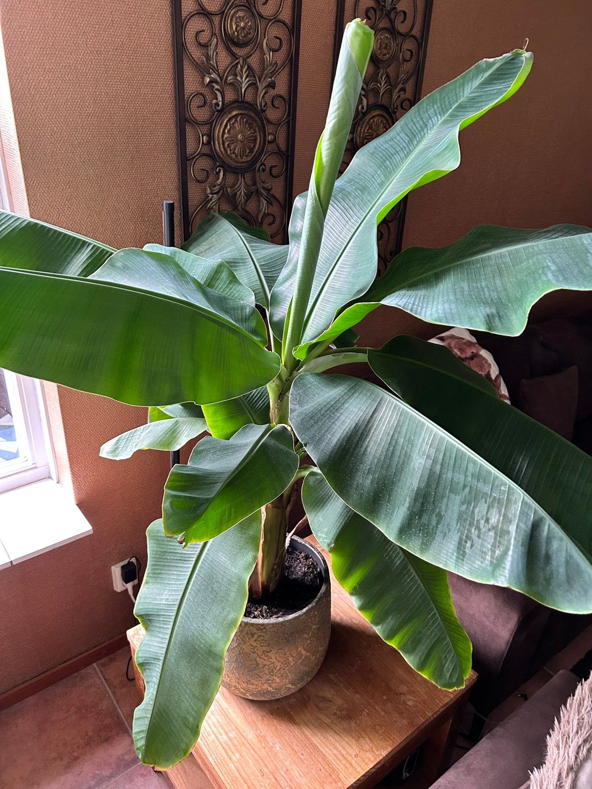 Musa bananenplant, Groene kamerplant, Ophalen, Halfschaduw, 100 tot 150 cm