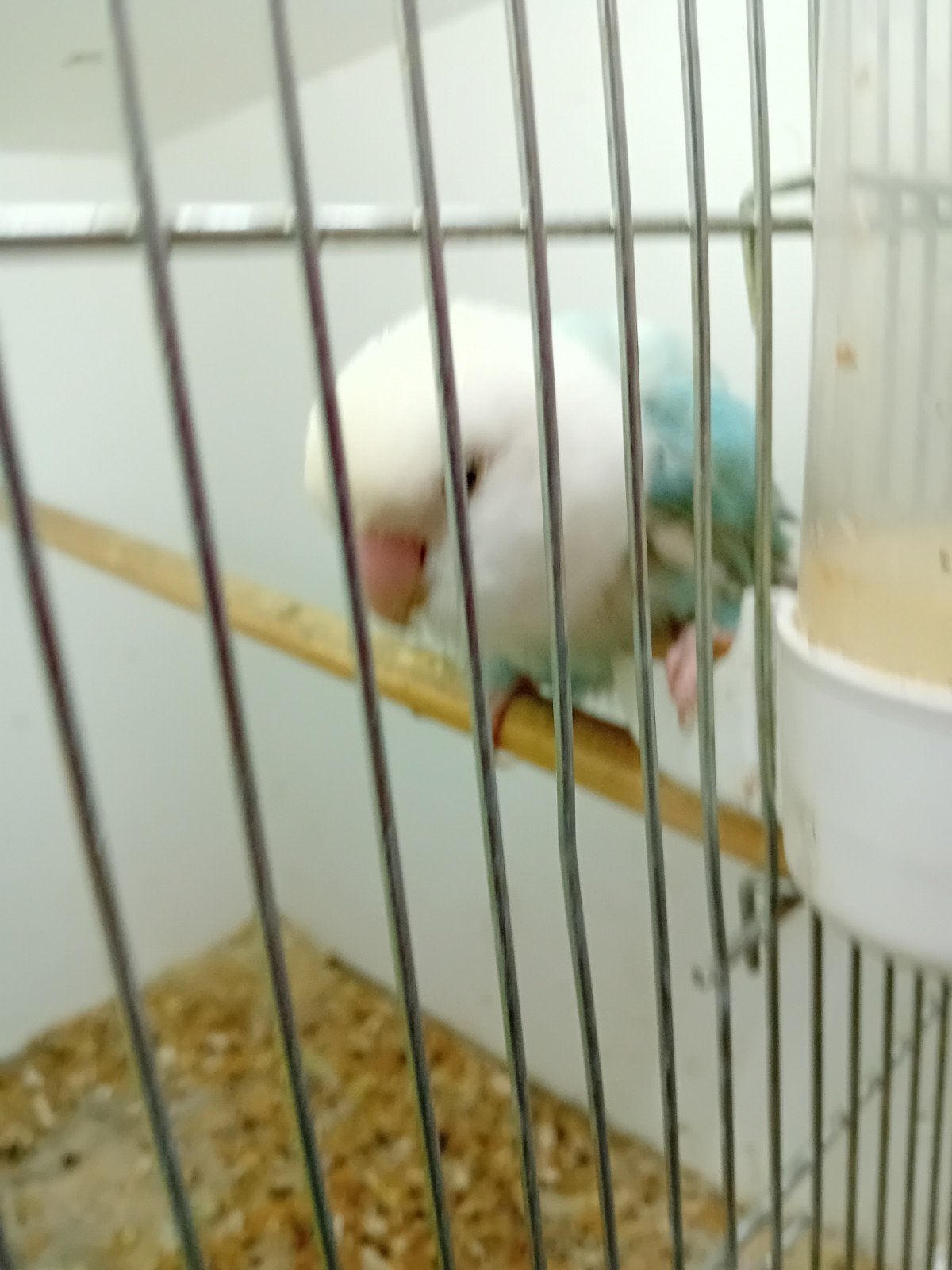 agraponis, Meerdere dieren, Parkiet