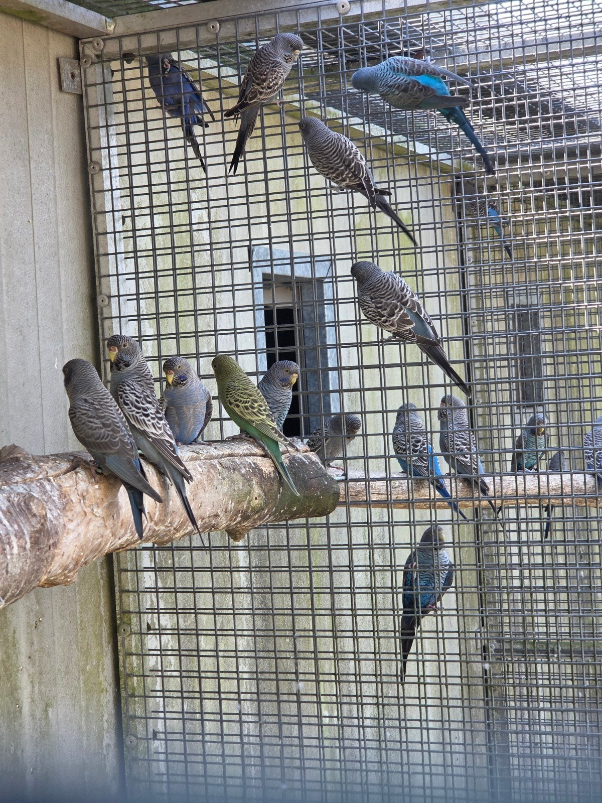 blackface split blackwing, bfbw,bf dunfalo,  bw bw dunfalo g, Dieren en Toebehoren, Vogels | Parkieten en Papegaaien, Meerdere dieren
