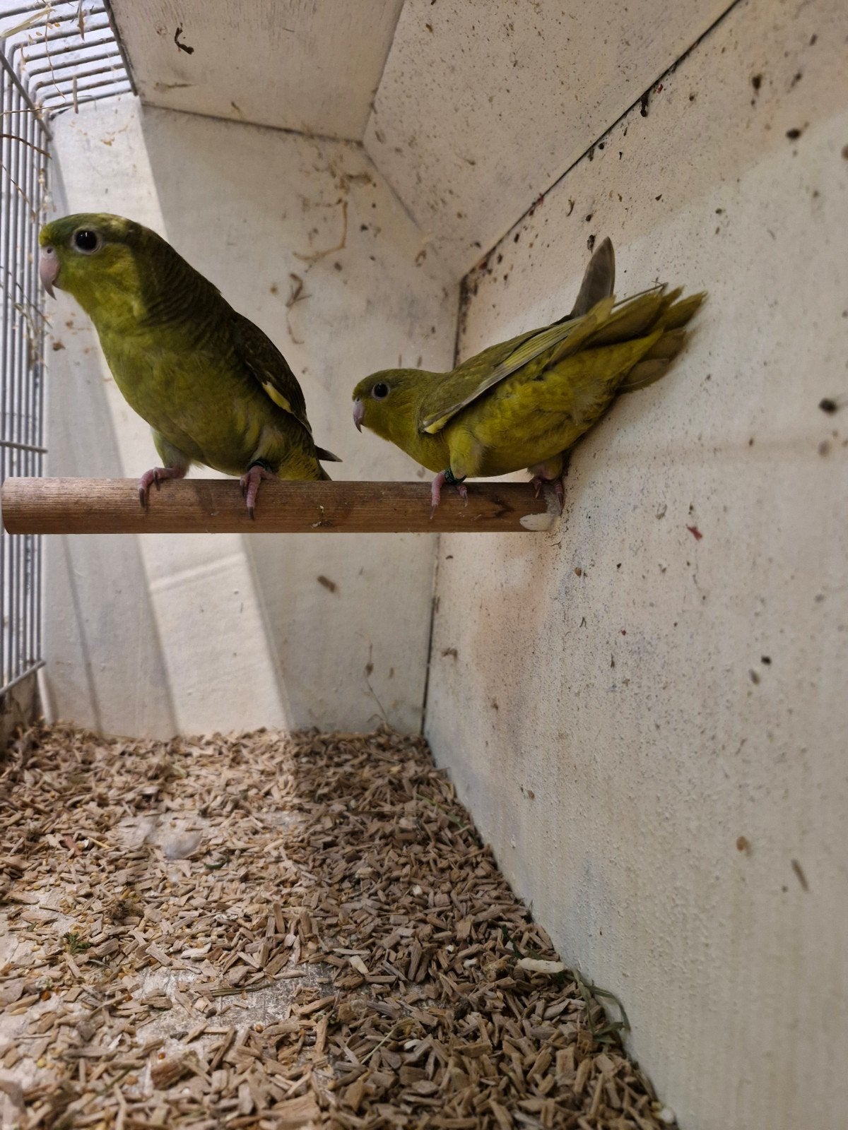 Jong koppel catharina, Dieren en Toebehoren, Vogels | Parkieten en Papegaaien, Meerdere dieren, Parkiet, Geringd