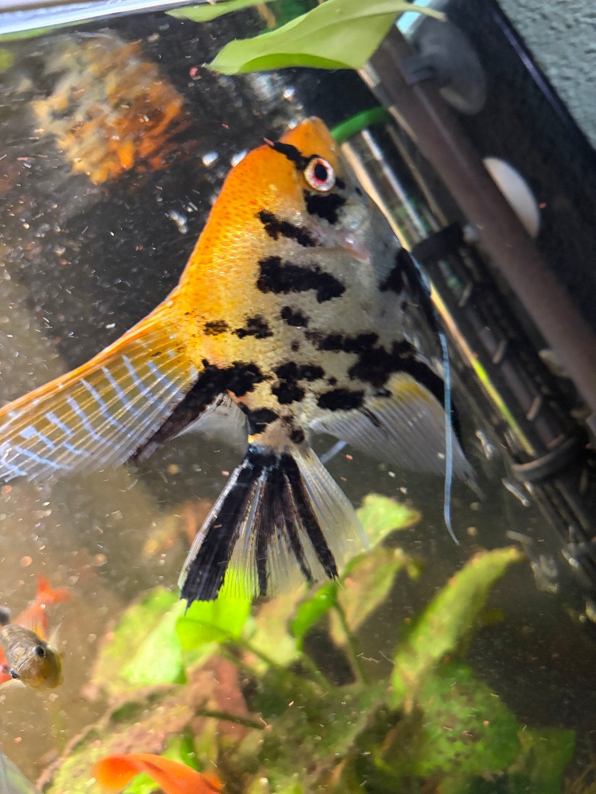 Maanvis, Dieren en Toebehoren
