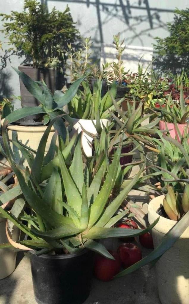 Bio Aloë Vera kamerplanten diverse maten beschikbaar, Vetplant, In pot, Minder dan 100 cm, Bloeiende kamerplant