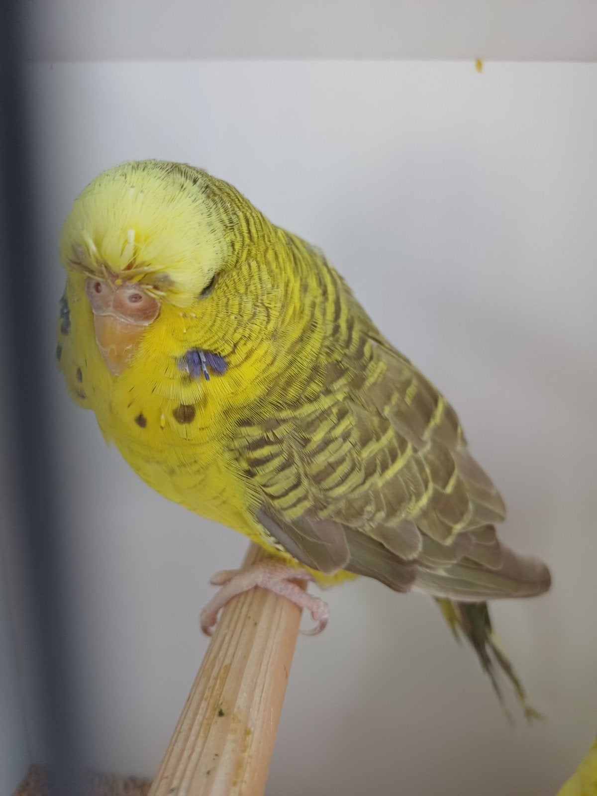 Blackwing pop engels bloed., Dieren en Toebehoren, Vogels | Parkieten en Papegaaien, Vrouwelijk, Parkiet