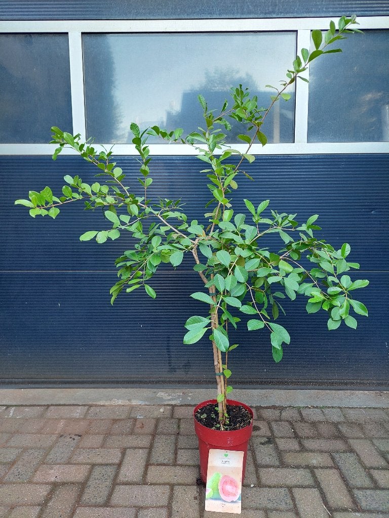 XL Psidium Guajava 'Rosa' - Guave/Guaveboom/Guayaba H:170 cm, Ophalen, Volle zon, Vaste plant, Zomer