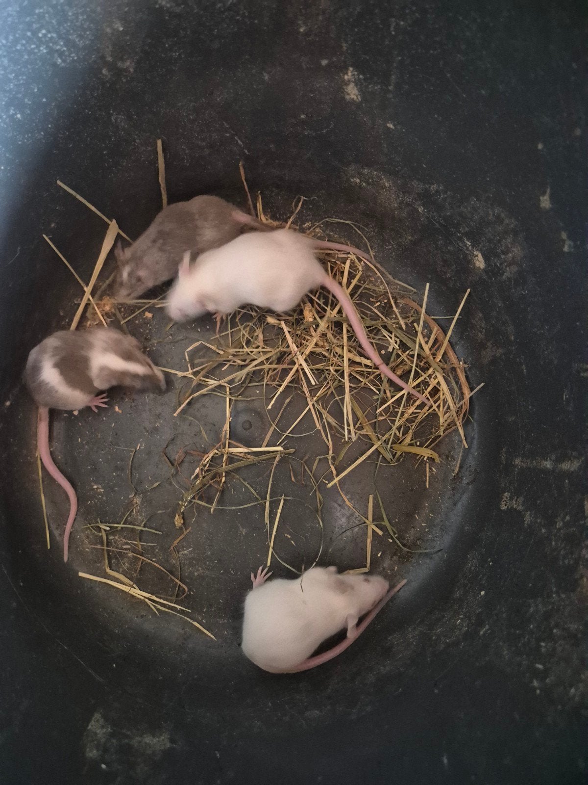 Jonge muizen, Februari, Meerdere dieren, Muis