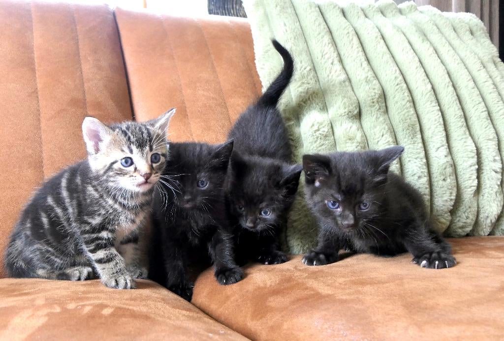Europese korthaar kittens, speels en lief, Dieren en Toebehoren, Meerdere dieren, Ontwormd, 0 tot 2 jaar