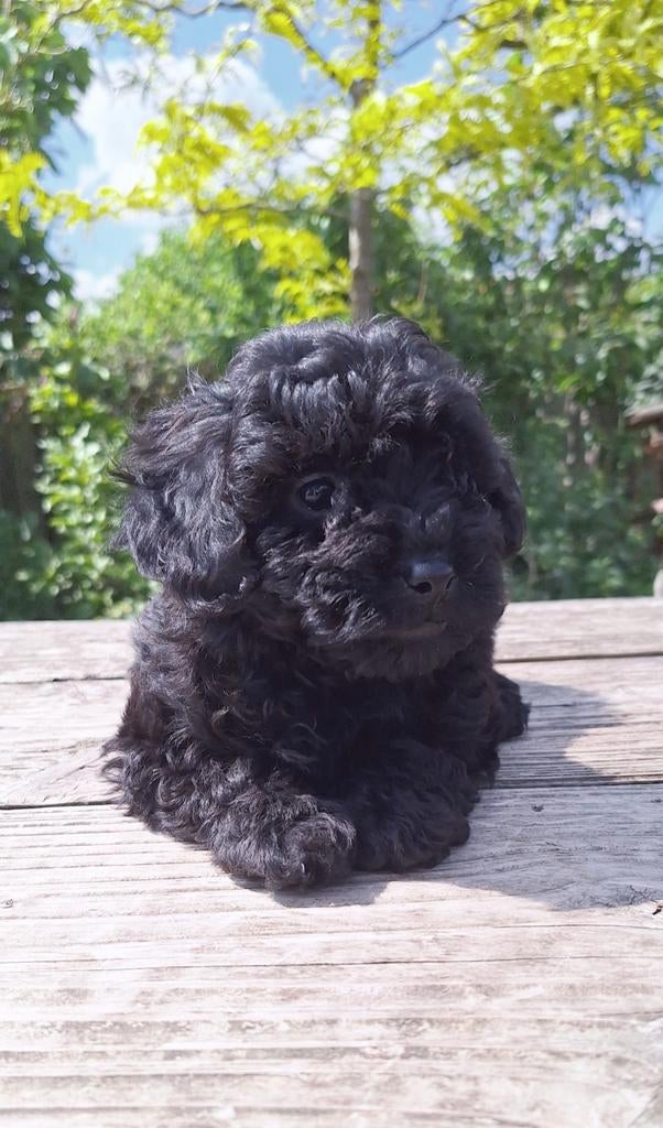 Schitterende Mini Doodle Pups, Parvo, Nederland, Overige rassen, 8 tot 15 weken