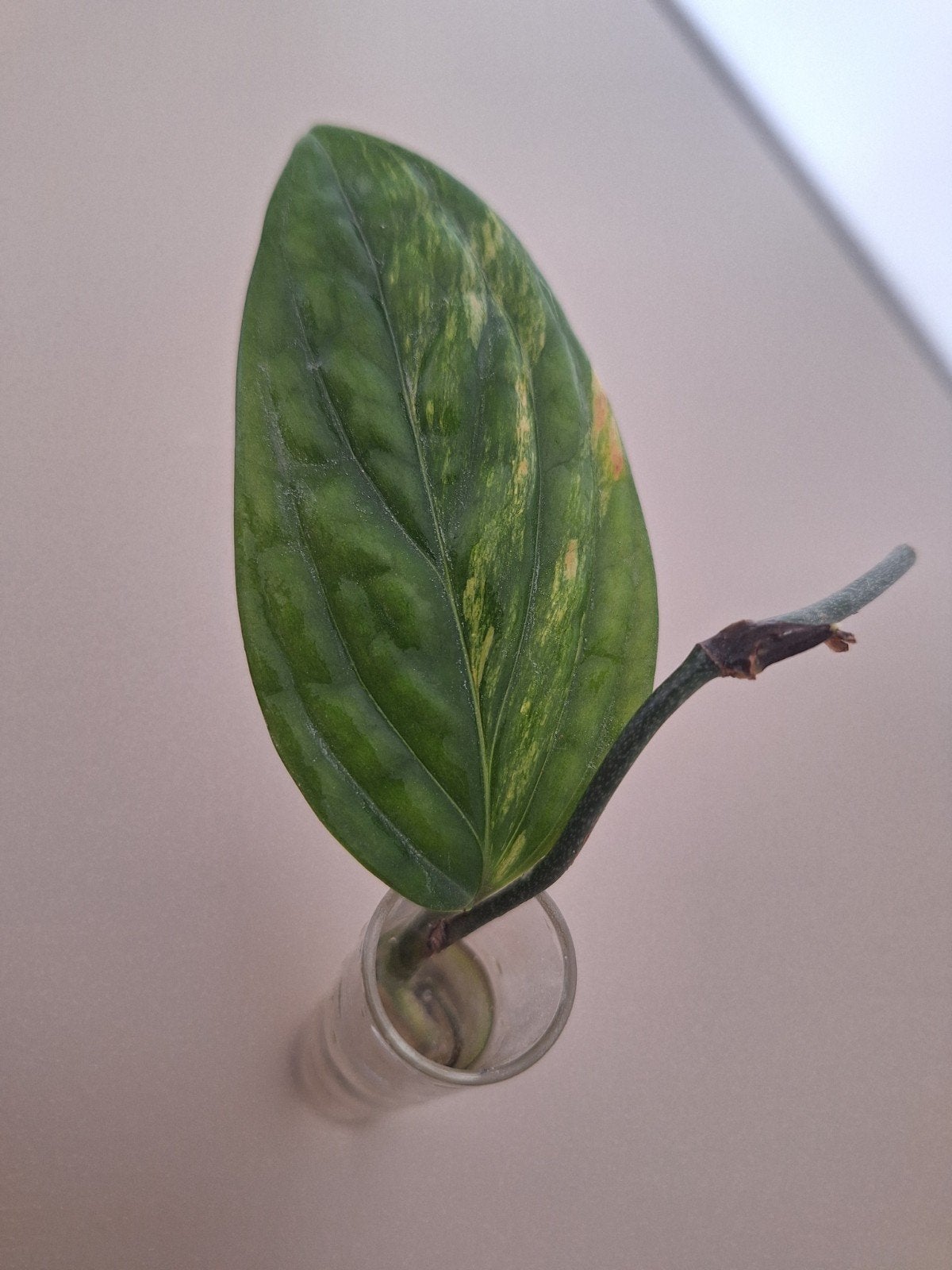 Stek Monstera Peru Variegata - Geworteld, Huis en Inrichting, Kamerplanten, Verzenden