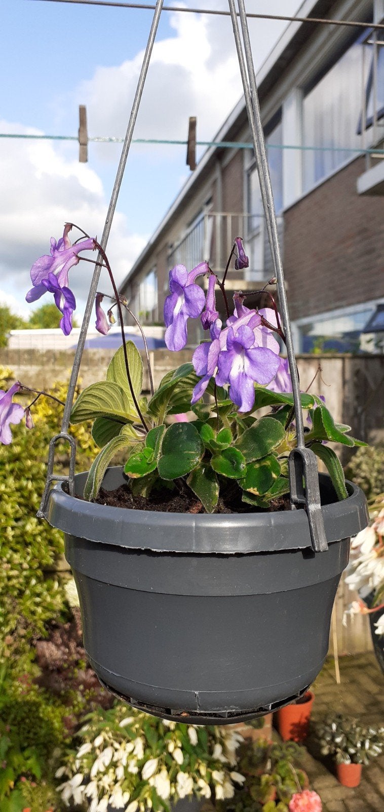 streptocarpus, Tuin en Terras, Ophalen, Rond, Hout, Minder dan 30 cm