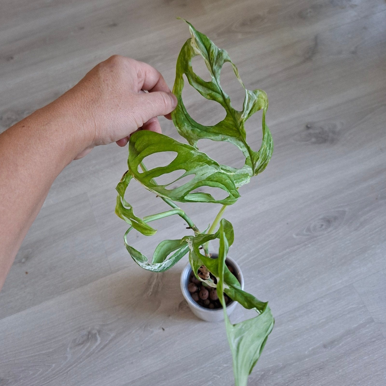 Monstera Adansonii indonesian marble Obliqua variegata dupe, Ophalen of Verzenden, Halfschaduw, Minder dan 100 cm