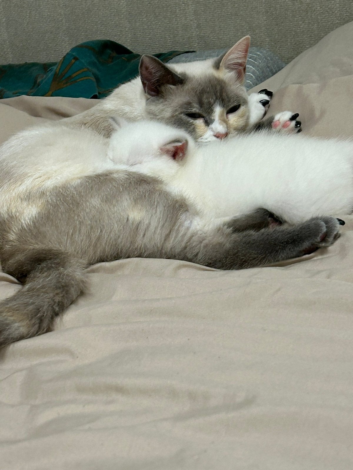 Gezocht / Aangeboden gratis : Wederzijdse kattenoppas