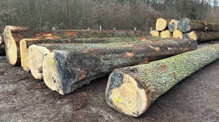 Gezocht: Rechte en dikke eiken stammen, Doe-het-zelf en Verbouw, Eiken, Overige typen, Ophalen of Verzenden, 50 mm of meer