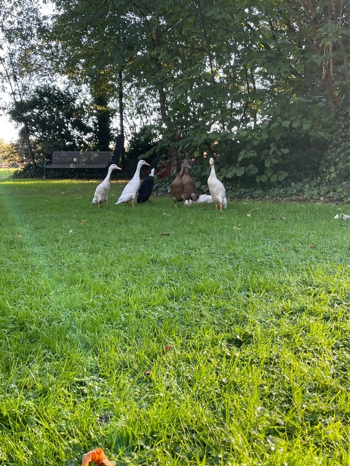 Loopeenden, Meerdere dieren, Eend