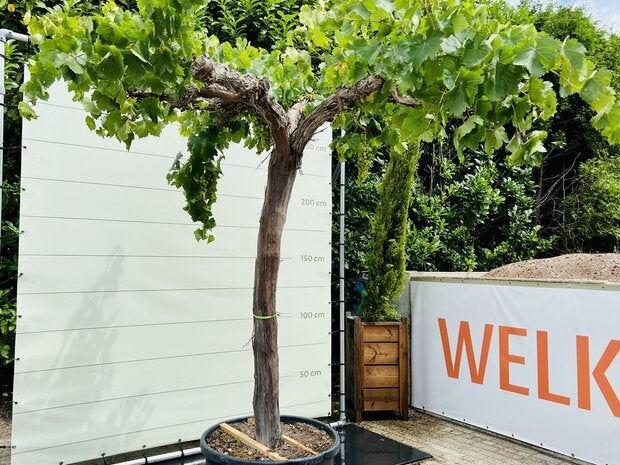 Druivenboom - Oude druif op hoge stam - stamomvang 30-50 cm, 100 tot 250 cm, Zomer, Volle zon, In pot