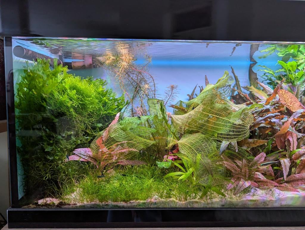 Ultieme aquascape met veel techniek, Dieren en Toebehoren, Vissen | Aquaria en Toebehoren, Ophalen, Zo goed als nieuw, Gevuld zoetwateraquarium