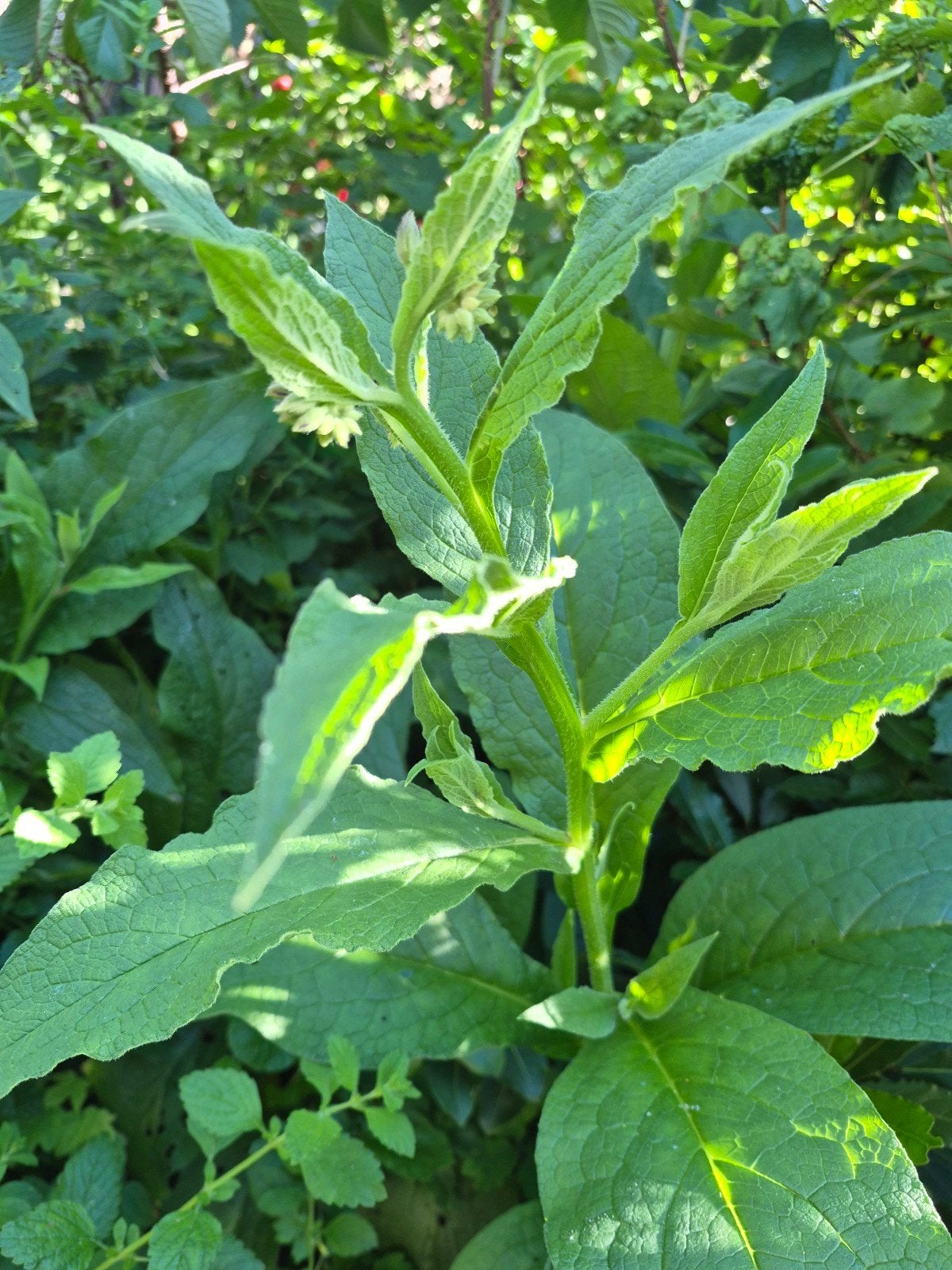 Smeerwortel Planten - Geneeskrachtig Kruid, Ophalen, Overige soorten