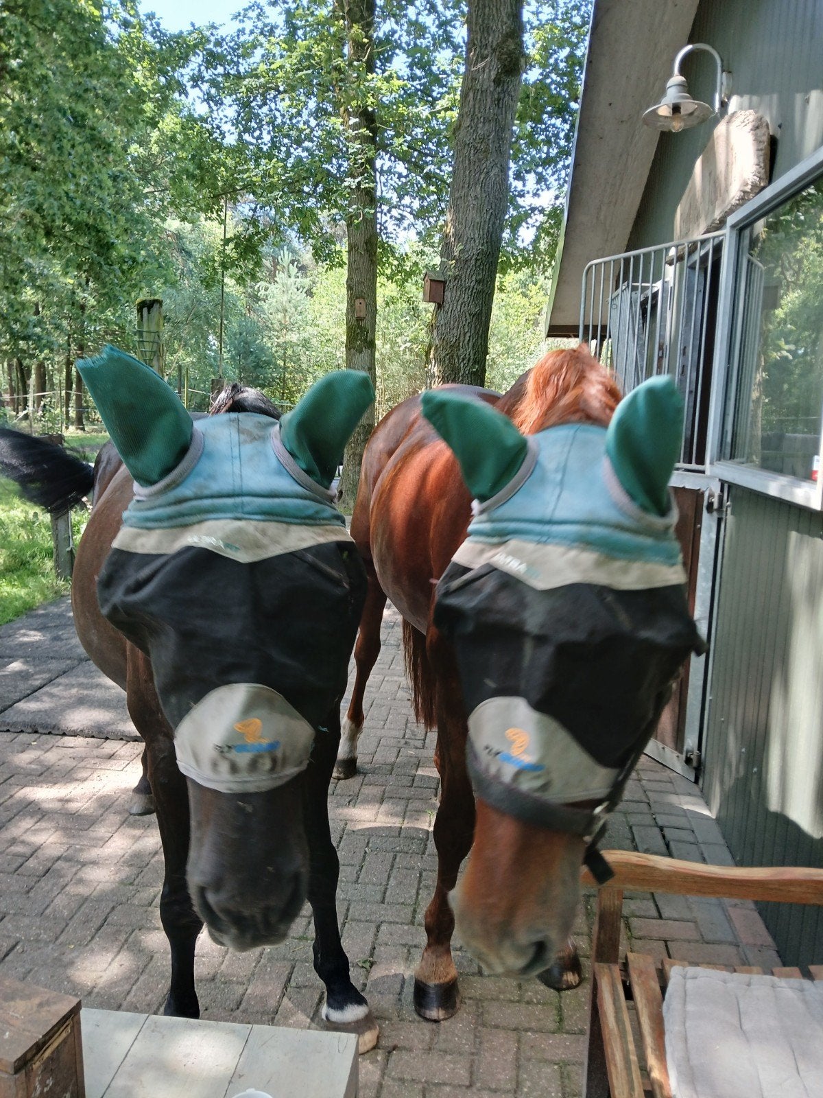 gevraagd voor enkele keren mijn 2 paardjes te verzorgen, Dieren en Toebehoren, Ophalen of Verzenden
