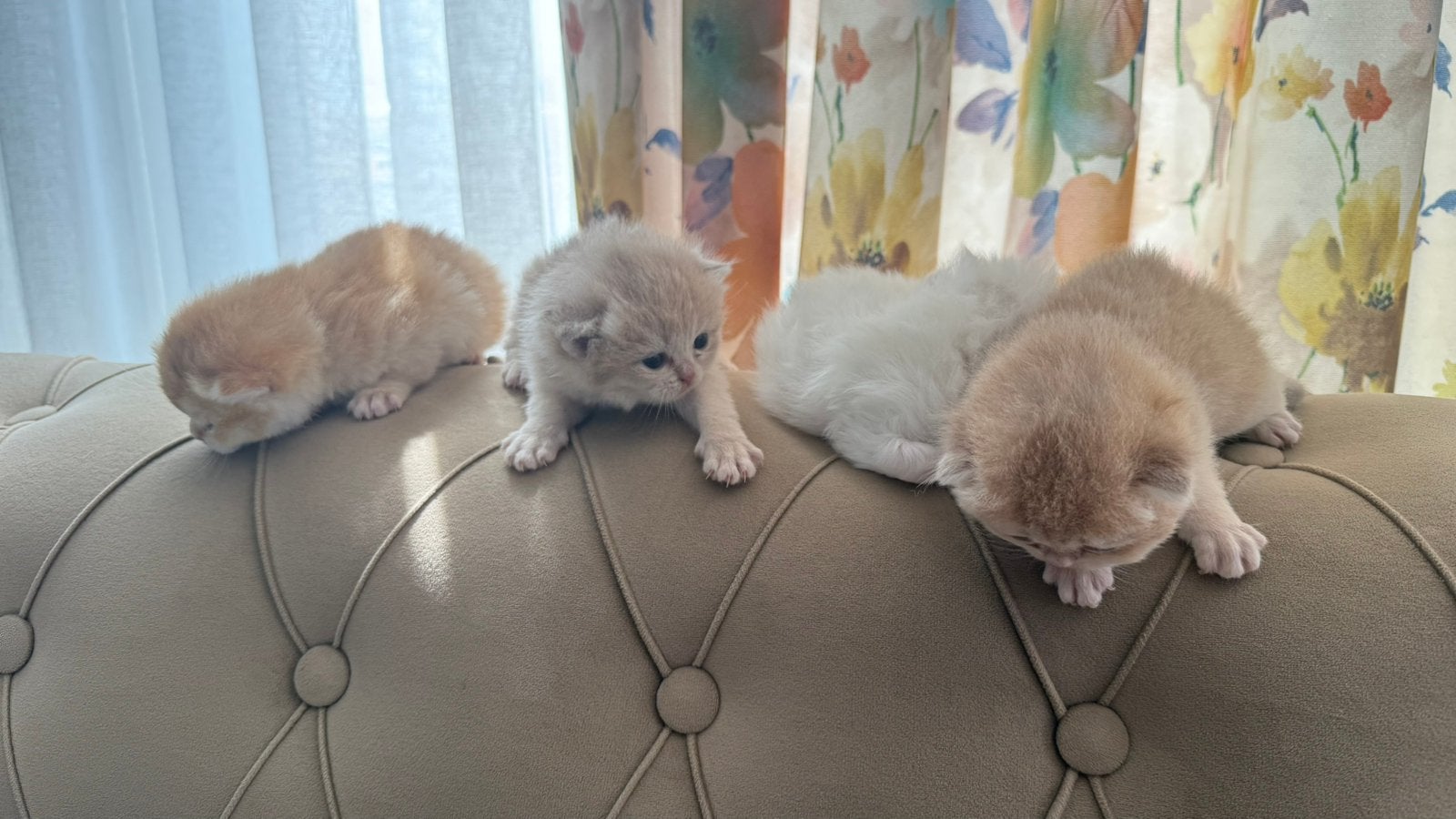 Prachtige British Shorthair Golden Korthaar kittens, Meerdere dieren, Ontwormd