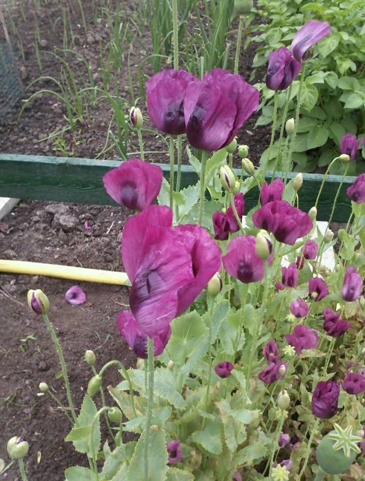 Papaver somniferum Coralla V. Major zaden, Ophalen of Verzenden, Voorjaar, Volle zon, Zaad