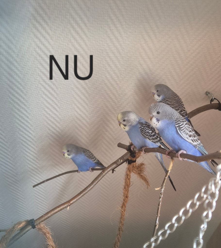 Jonge grasparkieten om tam te maken, Dieren en Toebehoren, Vogels | Parkieten en Papegaaien, Meerdere dieren, Parkiet, Tam