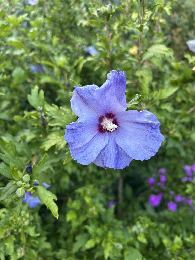 Hibiscus syriacus L., Volle zon, Vaste plant, Zomer, Ophalen