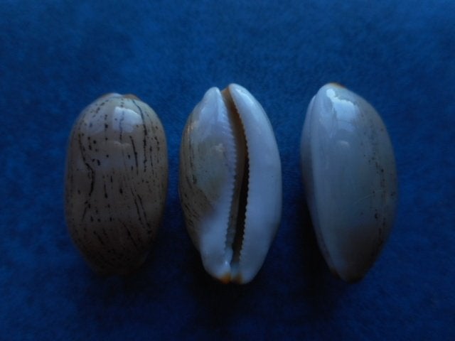 Schelpen: Cypraea isabella controv. f. atriceps gem 17-22mm, Ophalen of Verzenden, Schelp(en)