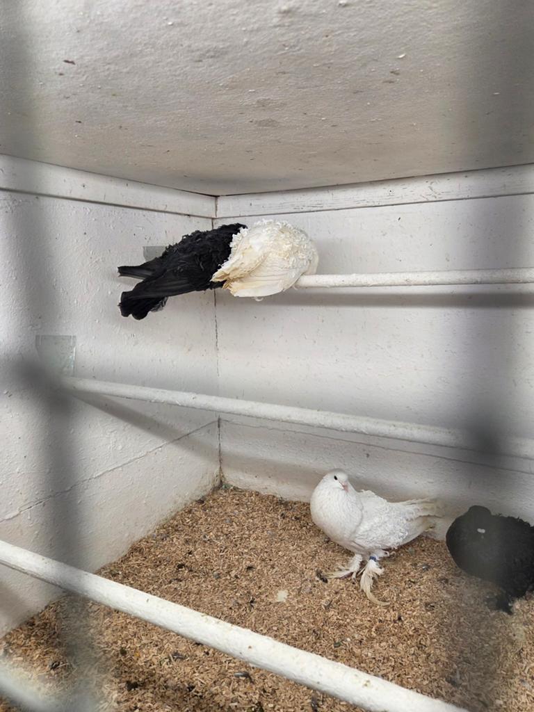 Krulveer kroppers, Dieren en Toebehoren, Vogels | Duiven, Meerdere dieren, Overige soorten