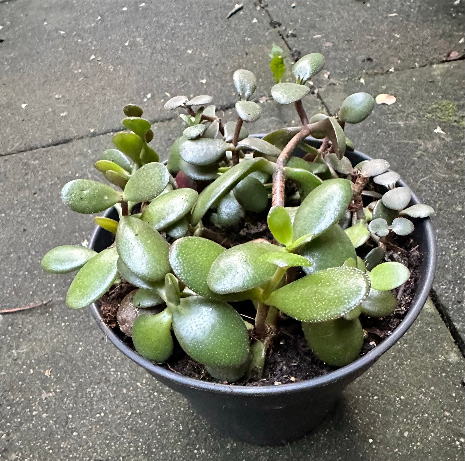 Vetplantjes in potjes - Crassula ovata stekjes, Overige soorten, Volle zon, Vaste plant, Ophalen of Verzenden