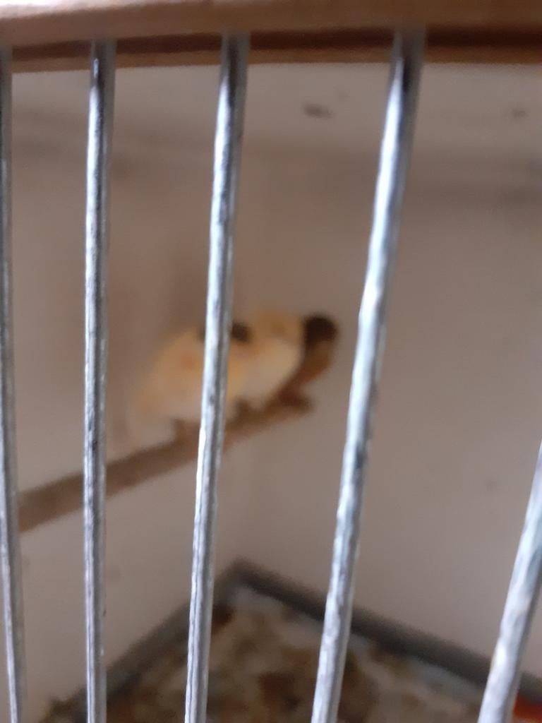 Jonge harlekijnen geringd 2026 poppen en mannen, Dieren en Toebehoren, Vogels | Kanaries