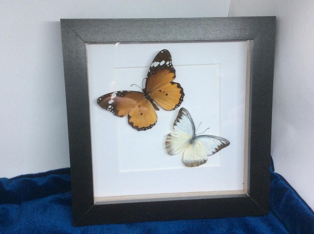 vlinder Danaus en Appias, Ophalen of Verzenden, Nieuw, Insect, Opgezet dier