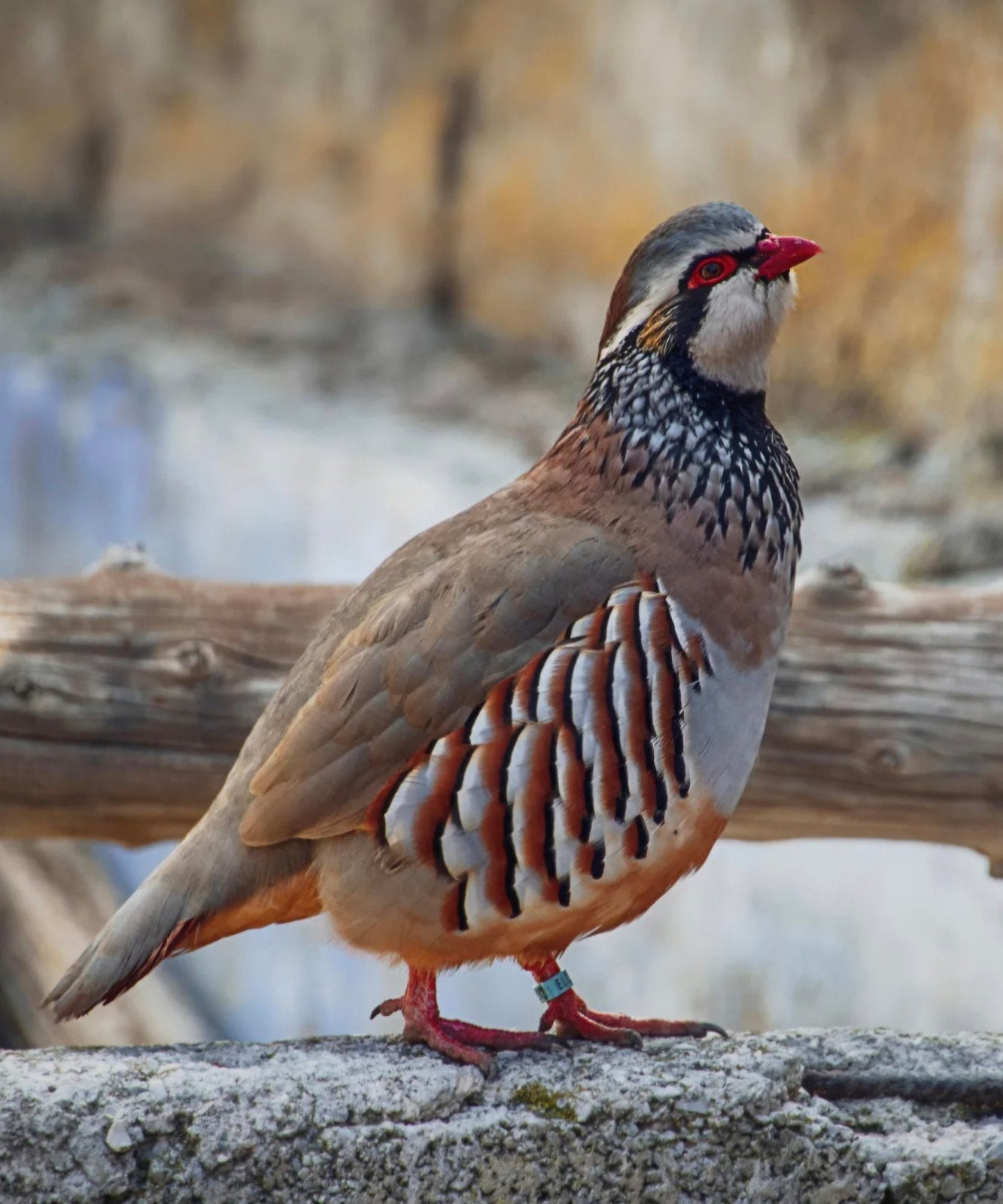 gezocht m + v rode steenpatrijs, Dieren en Toebehoren, Meerdere dieren