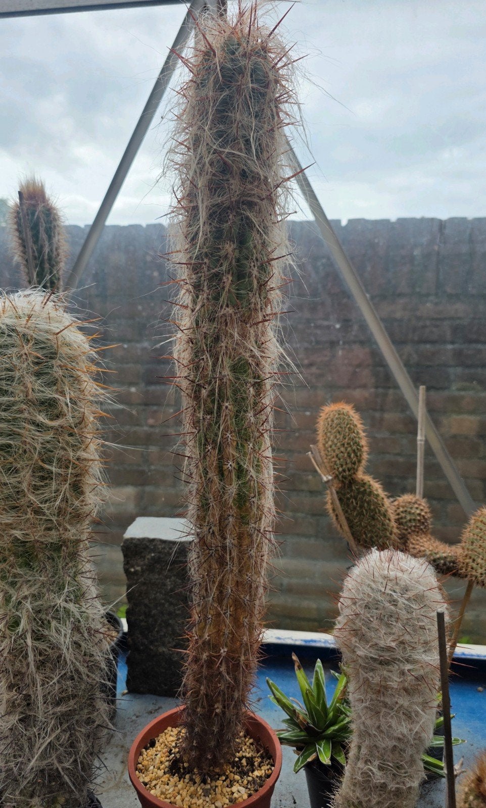 Cactus 64 cm Oreocereus celsianus, Ophalen, Cactus, Volle zon, Minder dan 100 cm