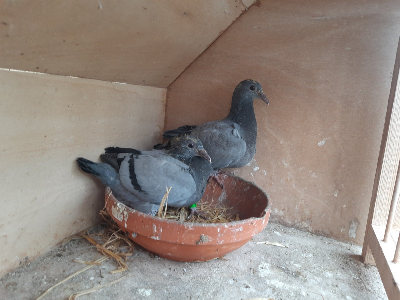 Te koop jong koppel blauw gebanden kleur postduiven (piepers, Dieren en Toebehoren, Vogels | Duiven, Meerdere dieren, Postduif