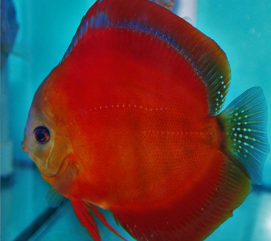 Discus Red Cover 8 cm - Siner - Koidreams