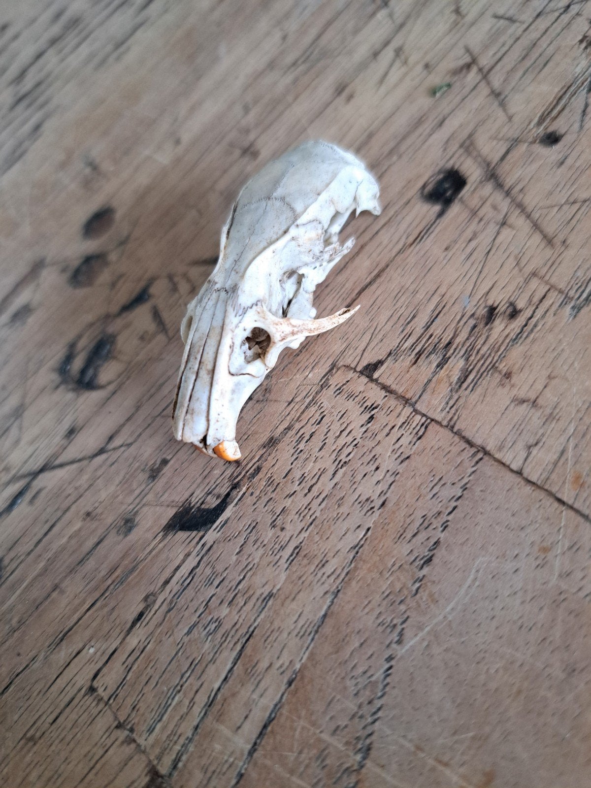 Taxidermie Friesland, Ophalen of Verzenden, Wild dier, Schedel