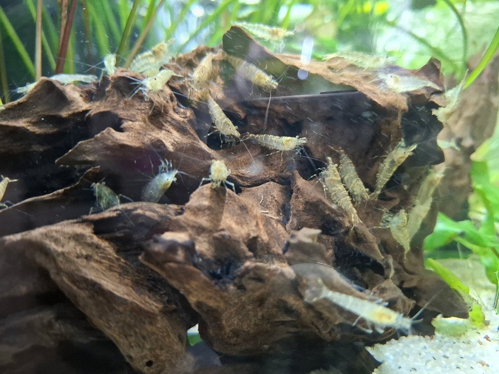 Caridina multidenta sp. mini japonica garnaal, Dieren en Toebehoren, Vissen | Aquariumvissen, Kreeft, Krab of Garnaal