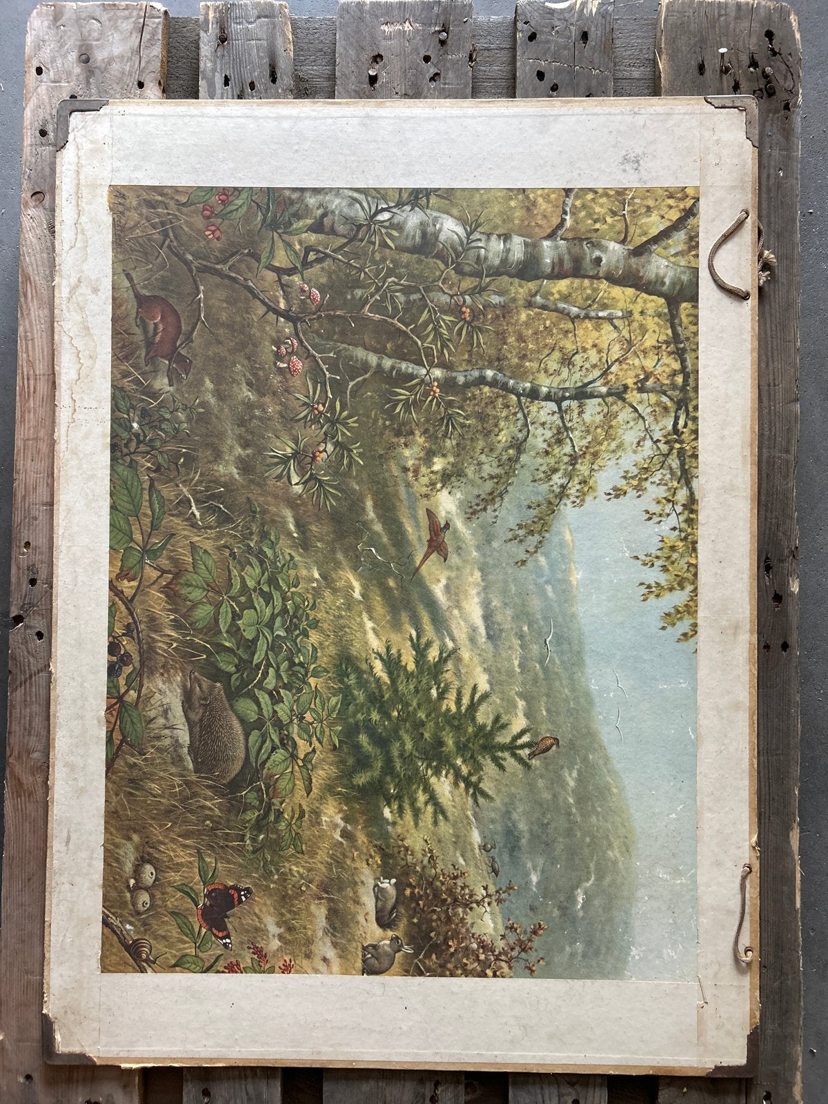 Antieke Natuurplaten: Bosgezicht & Vleermuis Anatomie, Antiek en Kunst, Antiek | Schoolplaten, Ophalen, Natuur en Biologie