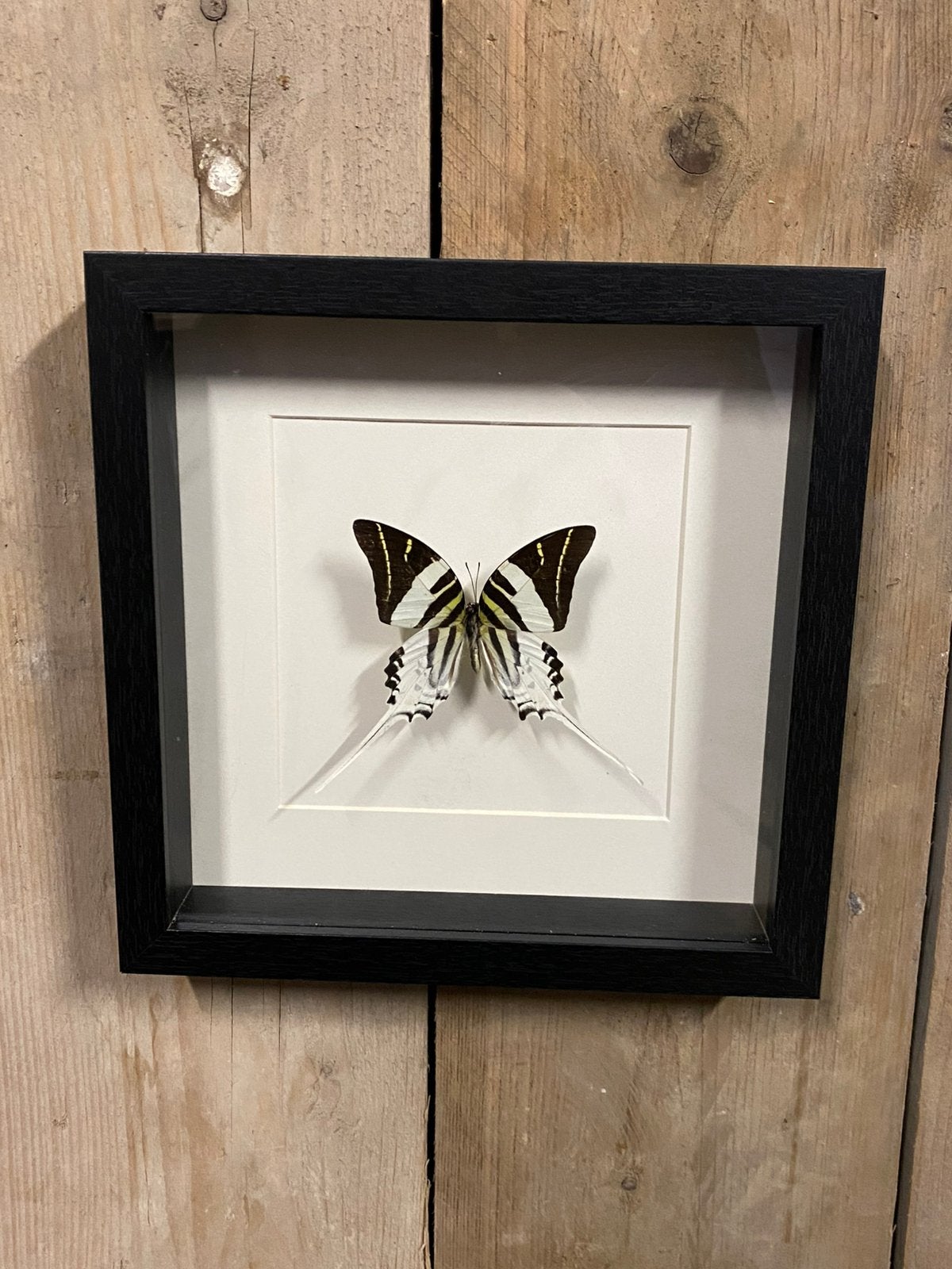 Mooie luxe lijst met een Graphium Androcles, Ophalen of Verzenden, Nieuw, Insect, Opgezet dier