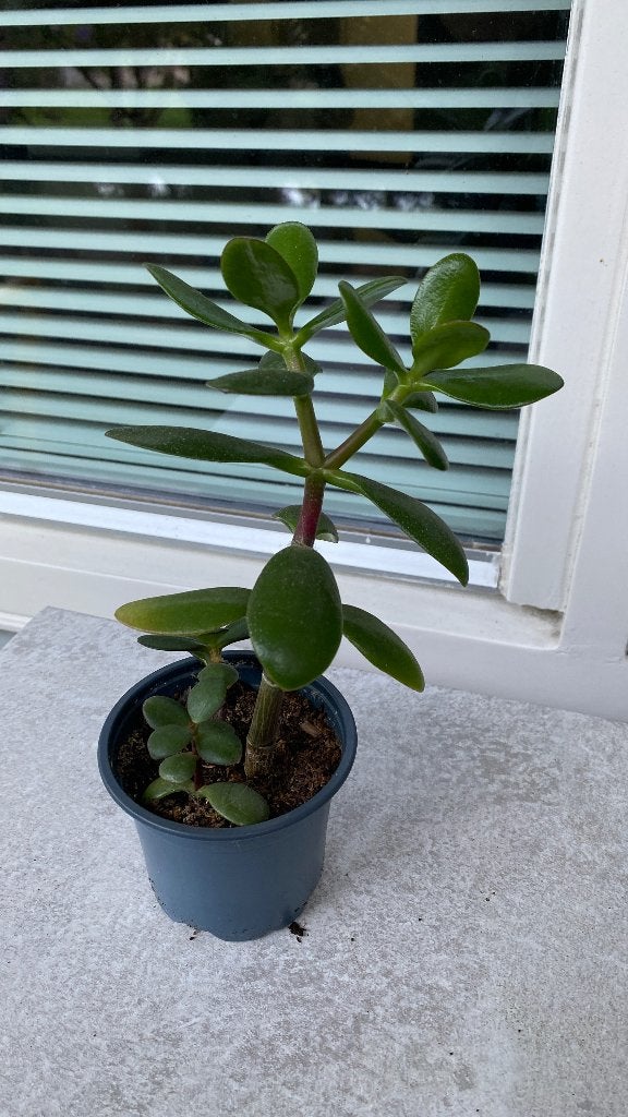 Mooie Vetplant in Pot - Crassula Ovata (Jadeplant), Huis en Inrichting, Vetplant, Ophalen of Verzenden, In pot, Minder dan 100 cm