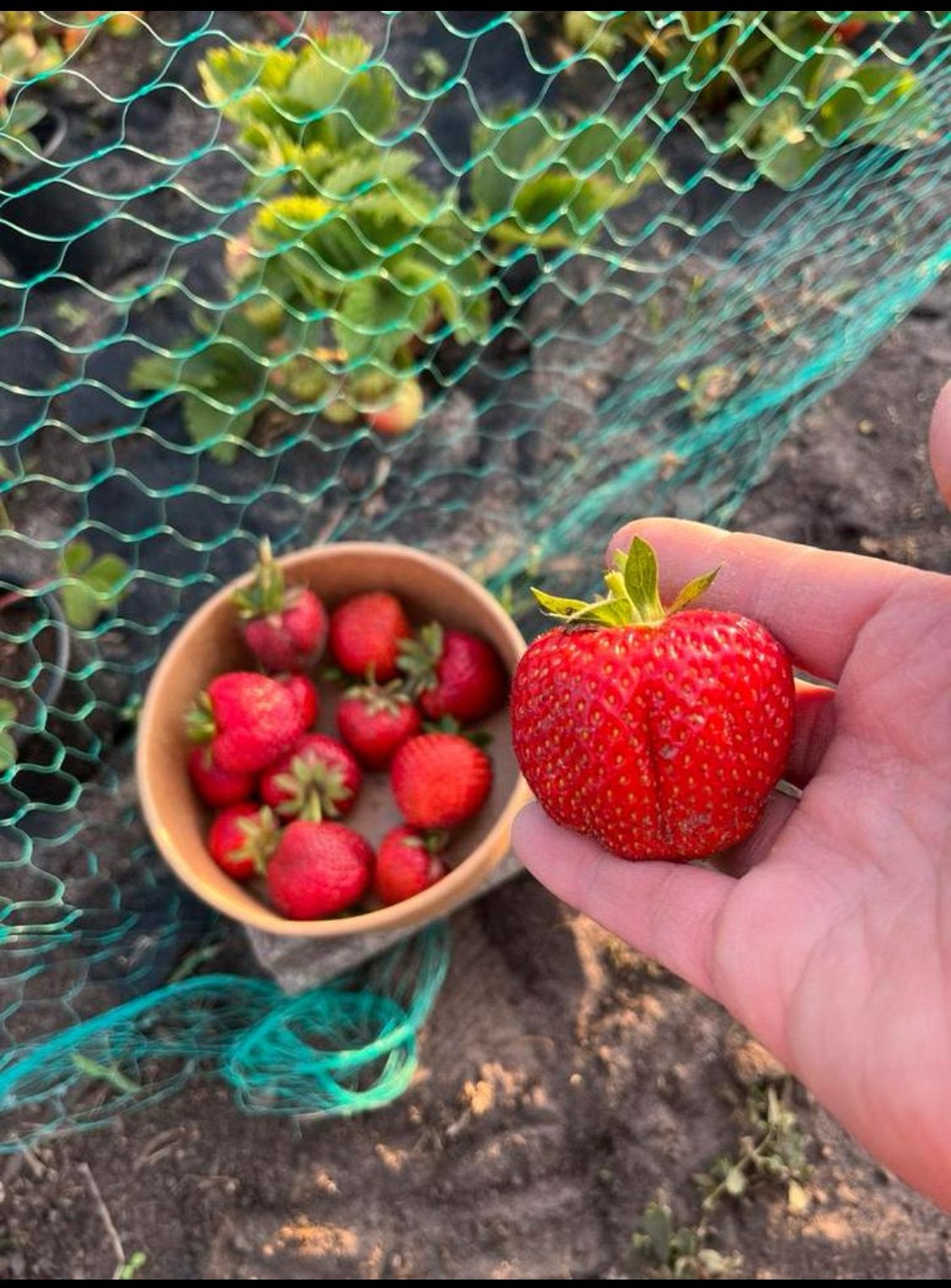 Aardbeienplantjes, Ophalen