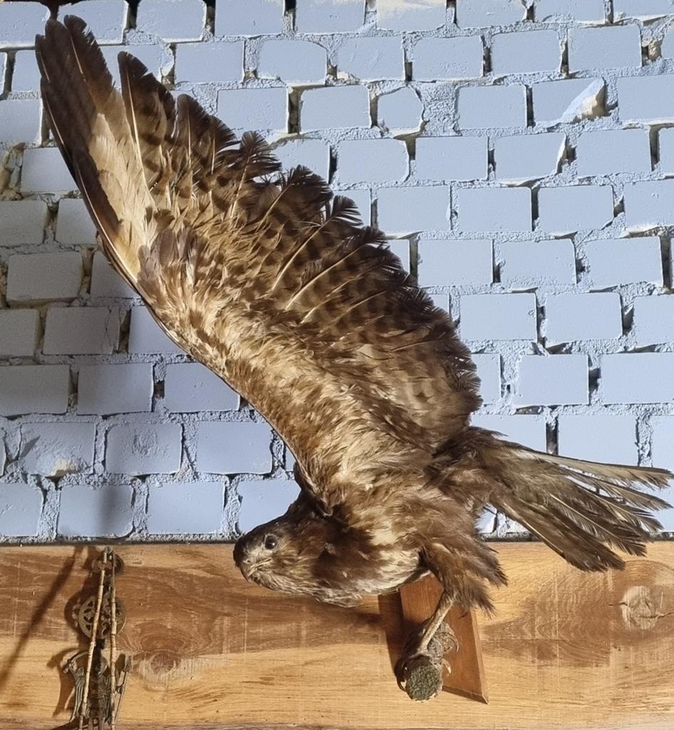 Opgezette buizerd oud/ vintage, Roofvogel
