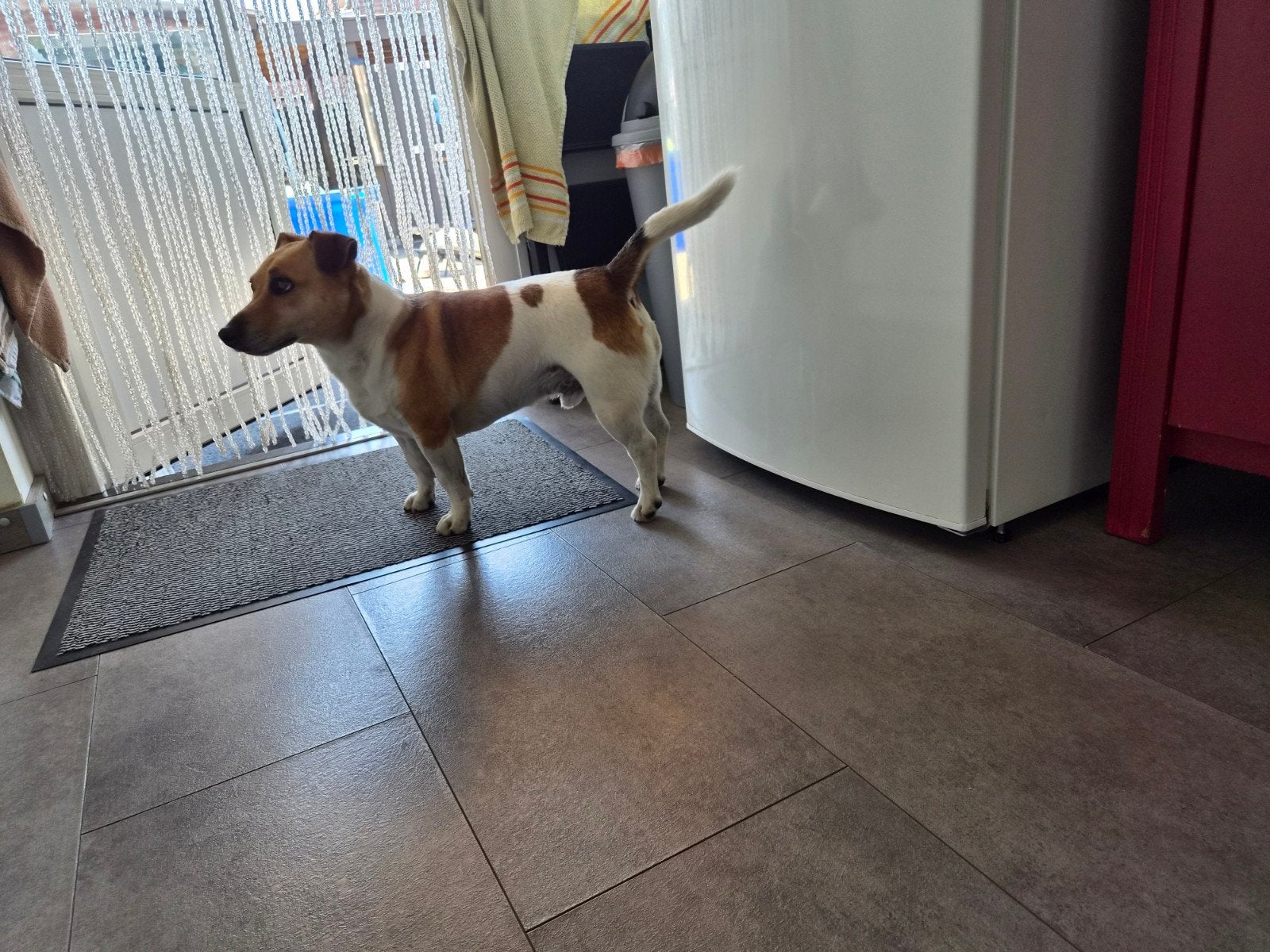 jack russel, Dieren en Toebehoren, 6 jaar of ouder, Jack Russell Terriër, Reu, Parvo