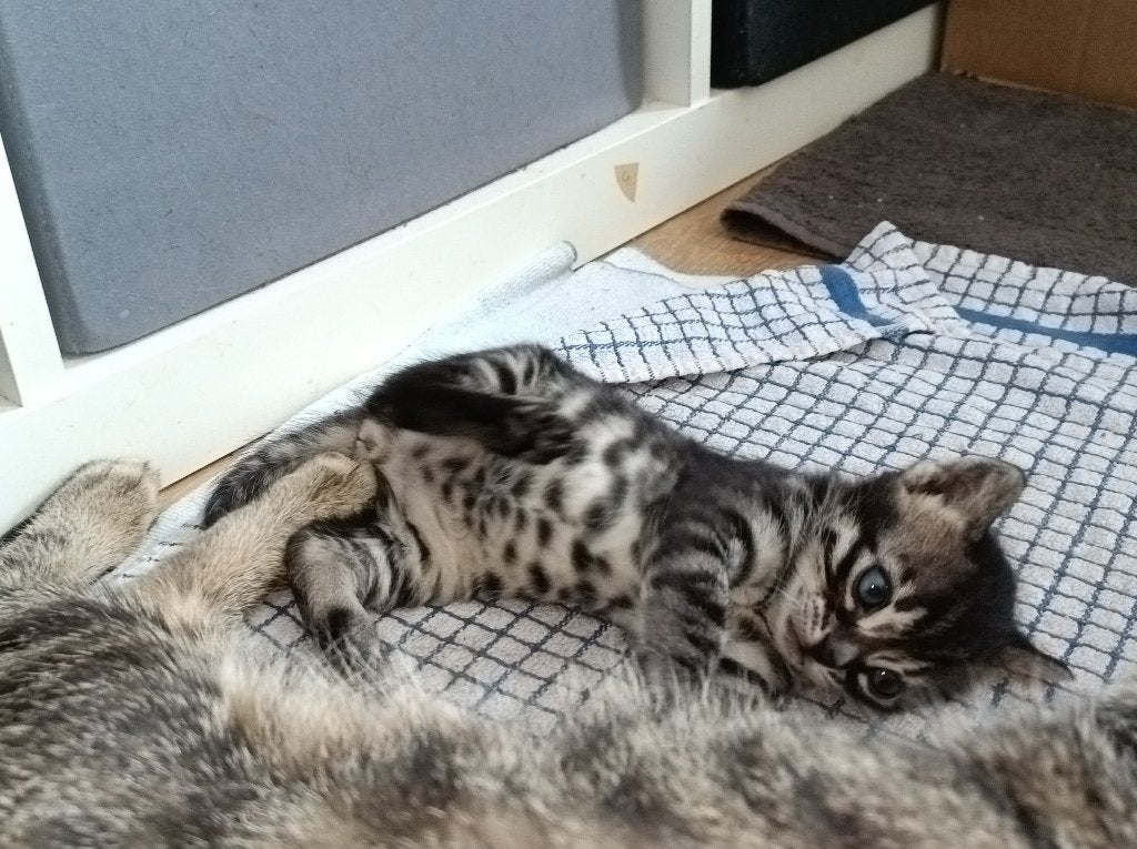 Kittens Bengaal driekwart  (1 gereserveerd., Dieren en Toebehoren, Katten en Kittens | Raskatten | Korthaar, Geslacht onbekend