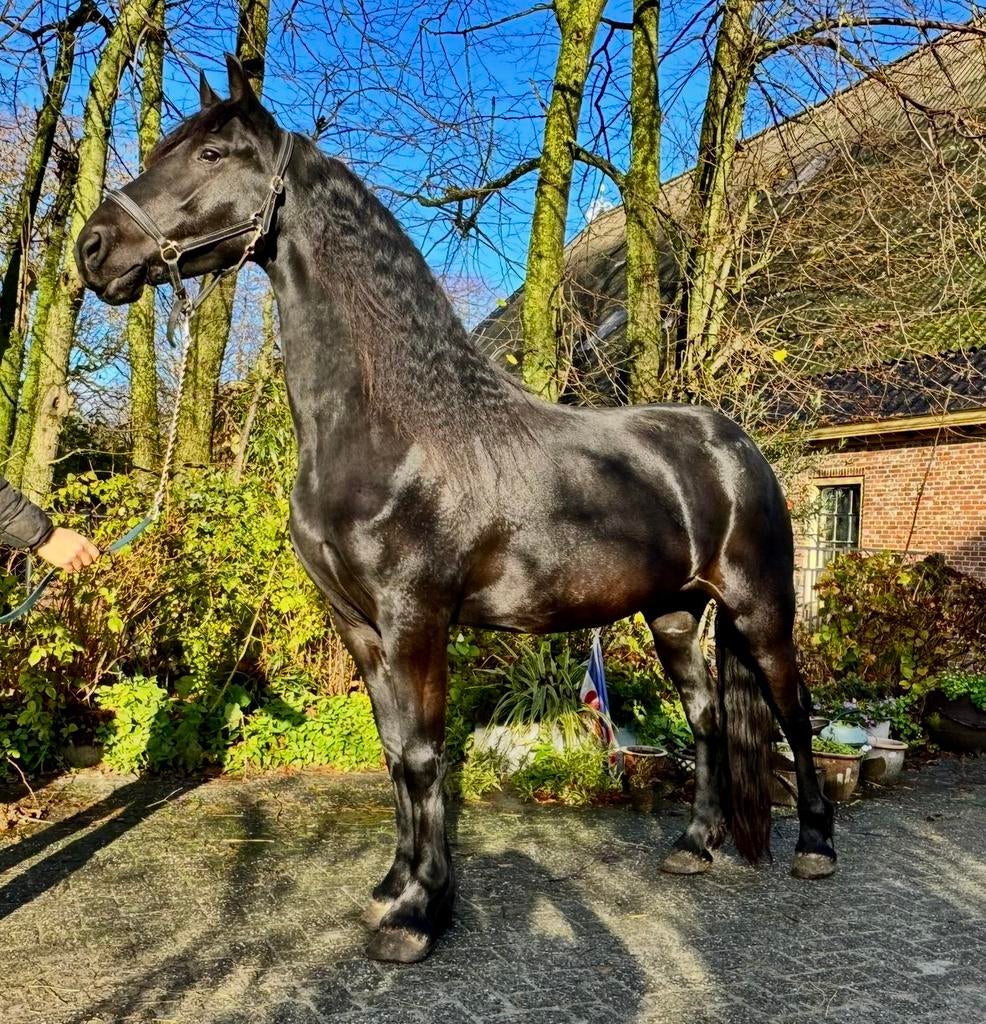 Prachtige Friese Ster merrie ,, Merrie, M, Dressuurpaard, 3 tot 6 jaar