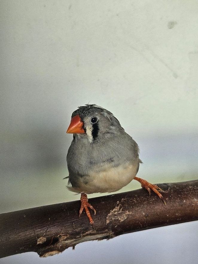 Galdianus zoekt een huisje! (Zebravink), Mannelijk, Wildzangvogel