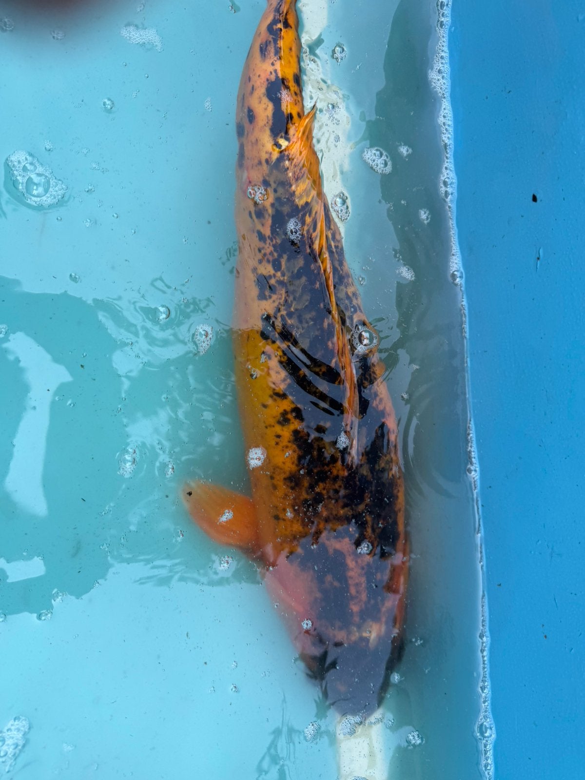 Hi Utsuri koi, Karper of Koi