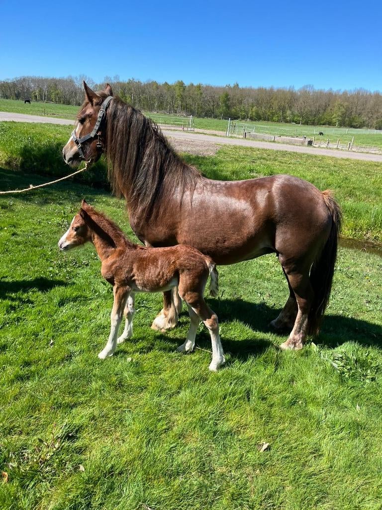 Te koop mooie welsh met merrieveulen, Dieren en Toebehoren, Merrie