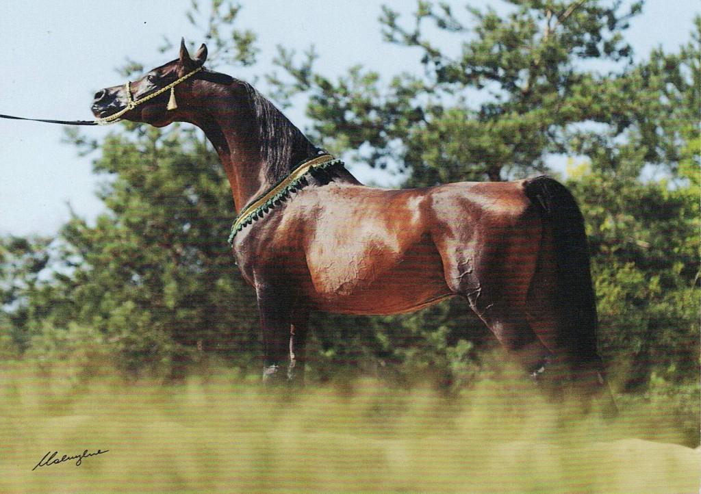paard  Mihrab (Borek-Minorka/Wermut),16, Verzenden, 1980 tot heden, Hond of Kat